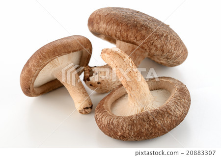 香菇 20883307
