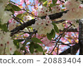 Cherry Blossoms   20883404