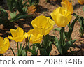 Tulip 20883486