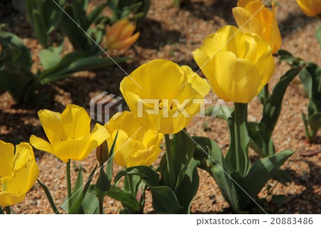 Tulip Tulip 20883486