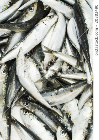 sardines background sardines background 20883490
