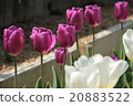 Purple tulip 20883522