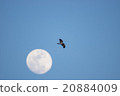 Beyond the moon 20884009