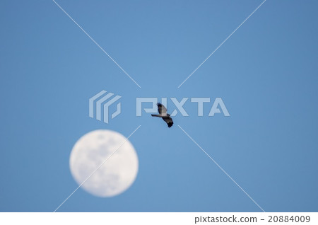 超越月球 20884009