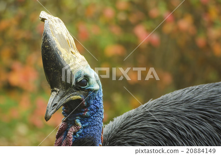 Southern cassowary bird Southern cassowary bird 20884149