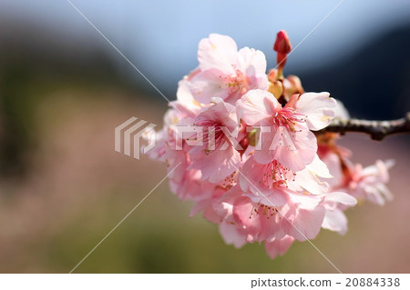 Cherry Blossoms	 20884338
