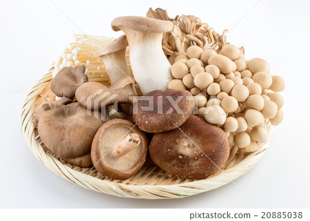 Various kinds of mushrooms 20885038