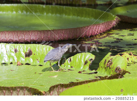 Bird on a leaf Victoria amazonica ( Victoria regia 20885213
