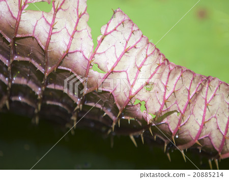 leaf Victoria amazonica, Victoria regia 20885214
