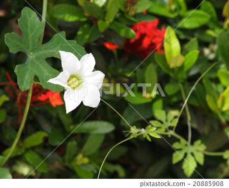 white ivy gourd flowers in green home garden  20885908