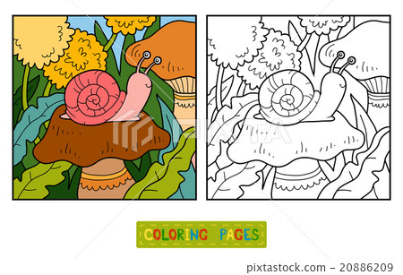 Coloring book (Snail and background) Coloring book (Snail and background) 20886209