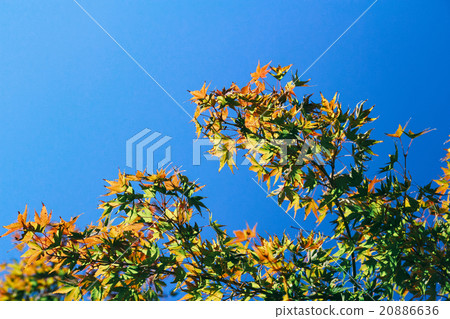 red green yellow maple leafs over the blue sky red green yellow maple leafs over the blue sky 20886636