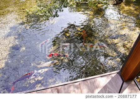 島原春天和春天的花園Yotsuyoso 20887177