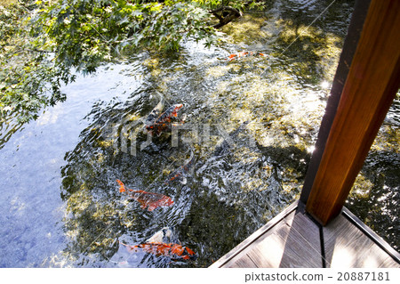 島原春天和春天的花園Yotsuyoso 20887181