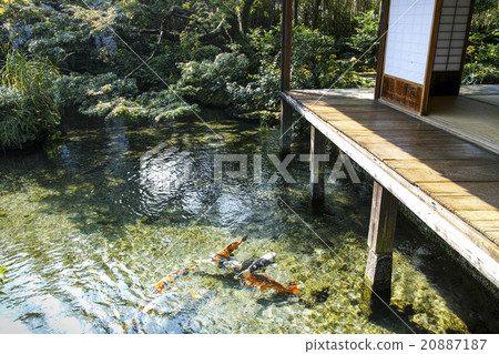 島原春天和春天的花園Yotsuyoso 島原春天和春天的花園Yotsuyoso 20887187