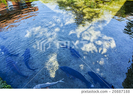 Shimabara spring and spring garden Yotsuyoso 20887188