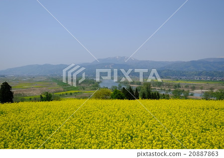 Nanohana Iiyama，Chikuma河和Mt. Masuo（橫向廣角） 20887863