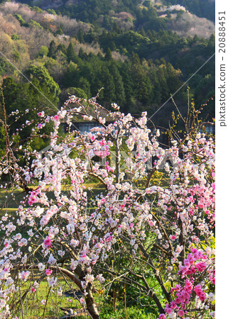 櫻川櫻花 20888451