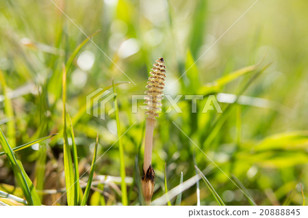 Tsukushi(業餘愛好) Tsukushi(業餘愛好) 20888845