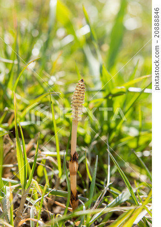 Tsukushi (Hobby) Tsukushi (Hobby) 20888846