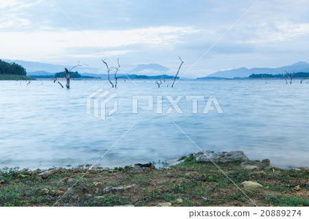 Dry tree dead Dry tree dead 20889274