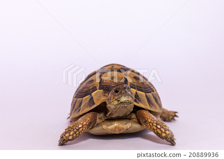Hermann land turtle 20889936