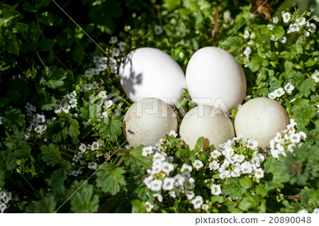 Call duck egg 20890048