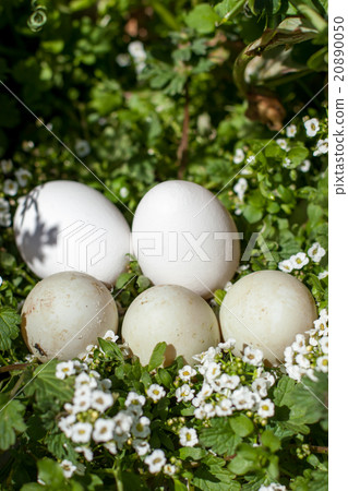 Call duck egg 20890050