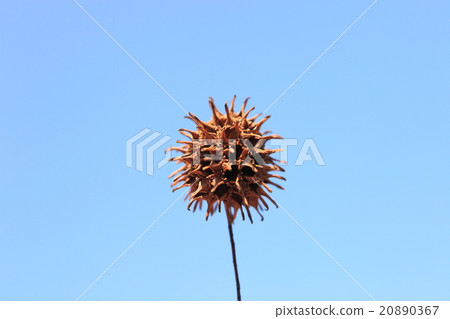 Fruit of a grasshopper 20890367