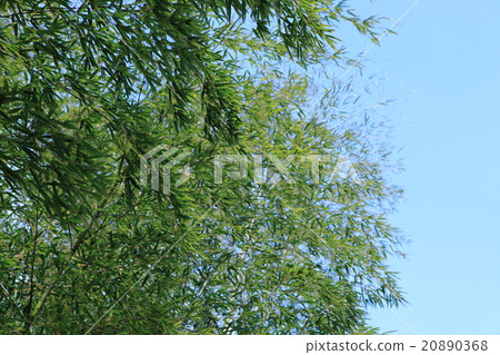 Bamboo leaves Bamboo leaves 20890368