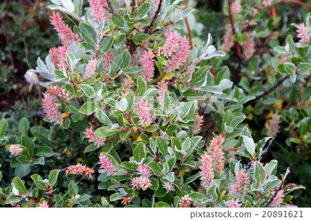 Plants of Greenland Plants of Greenland 20891621