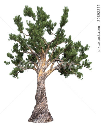 Pine tree isolated on white Pine tree isolated on white 20892255