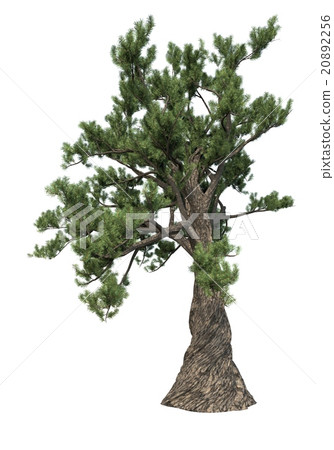 Pine tree isolated on white Pine tree isolated on white 20892256