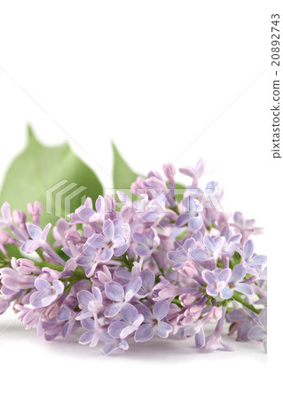 Purple-blue lilac Purple-blue lilac 20892743