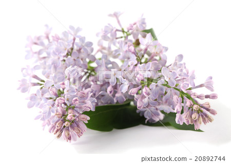 Purple-blue lilac Purple-blue lilac 20892744