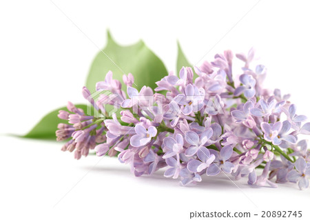 Purple lilac Purple lilac 20892745