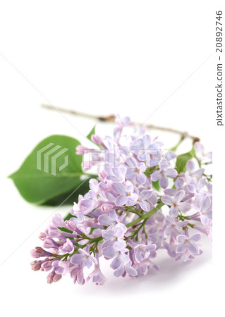 Purple-blue lilac 20892746