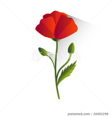 Red Poppy Flower Isolated Red Poppy Flower Isolated 20893299