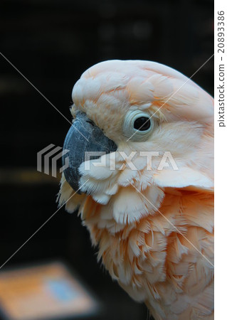 埼玉縣鸚鵡的大宮公園在一個小動物園裡 20893386