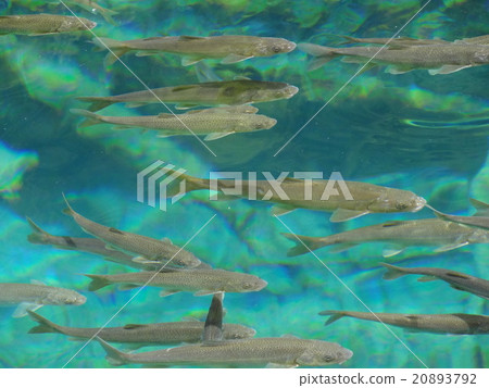 中國九寨溝五花海魚 20893792