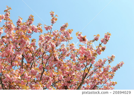 Yaezakura (Sekiyama) 20894029