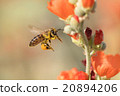 Honeybee Flying to Desert Mallow 20894206
