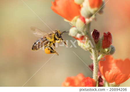 Honeybee Flying to Desert Mallow 20894206