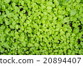 fresh green plants background 20894407