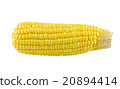 ears of corn isolated on white background 20894414
