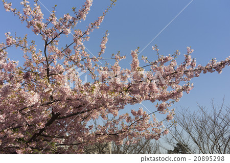 Kawazu cherry tree 20895298