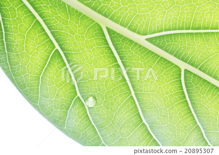 靜脈和滴 20895307