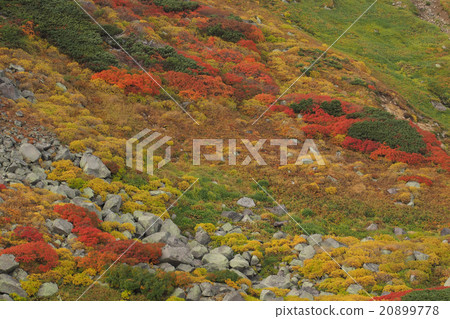 Daisetsuzan, autumn leaves in the vicinity of the Baekje mountain refuge hut. September. 20899778