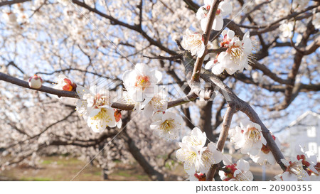 Plum blossoms in full bloom (sideways) Plum blossoms in full bloom (sideways) 20900355