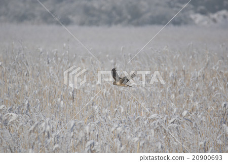 Powered by Translate Powered by Translate 20900693